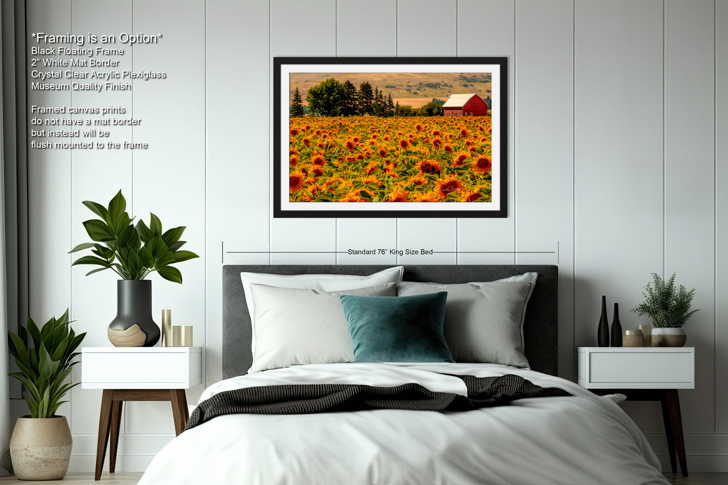 a picture of a sunflower field with a barn in the background