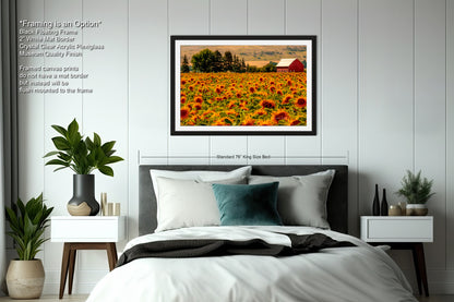a picture of a sunflower field with a barn in the background