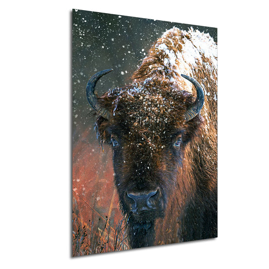 a bison standing in a field covered in snow