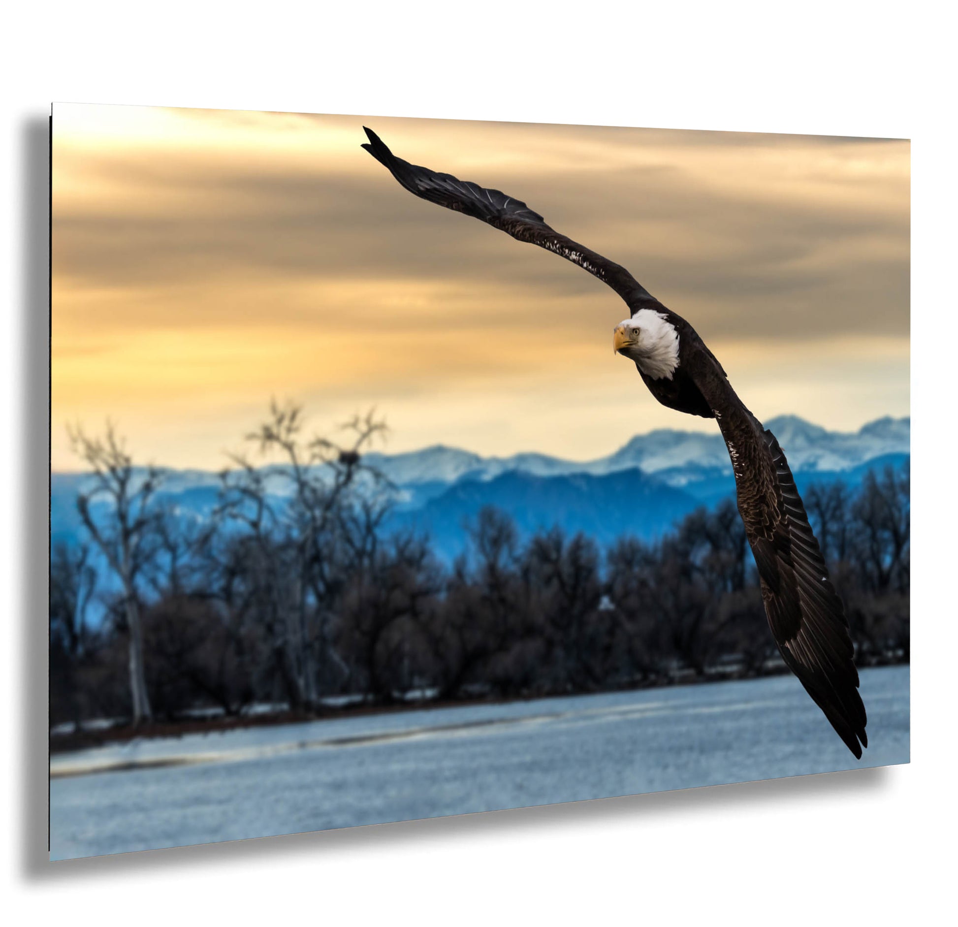 a bald eagle soaring through the air with mountains in the background
