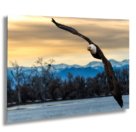 a bald eagle soaring through the air with mountains in the background