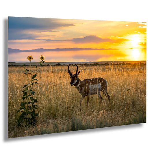 A lone antelope stands in a field of tall grass, with a vibrant sunset sky and two sunflowers in the background.