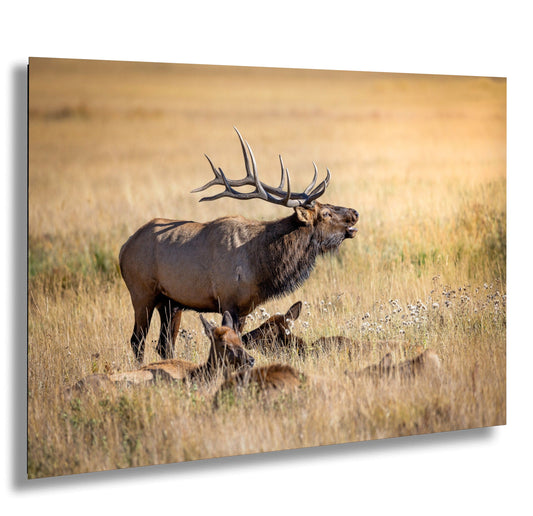 a large elk standing next to a baby elk in a field