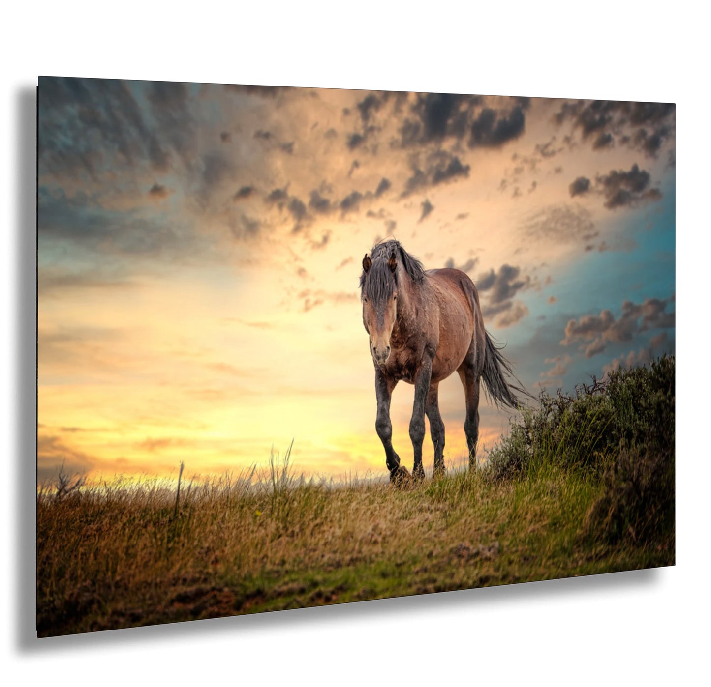 a horse standing on top of a grass covered field