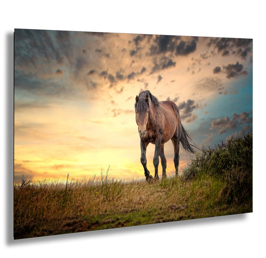 a horse standing on top of a grass covered field
