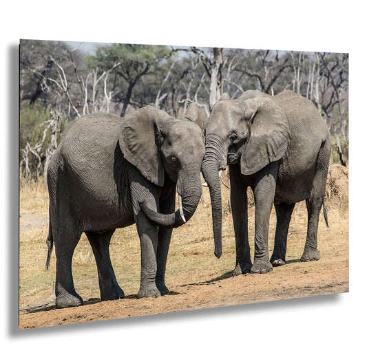 a couple of elephants standing next to each other
