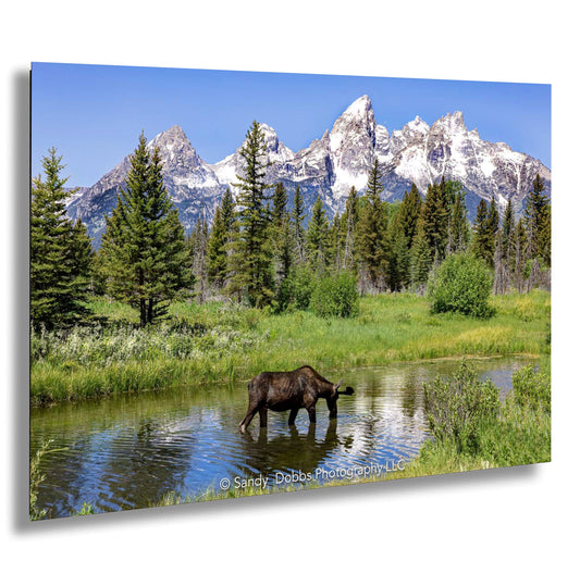 a moose drinking water in a meadow with mountains in the background
