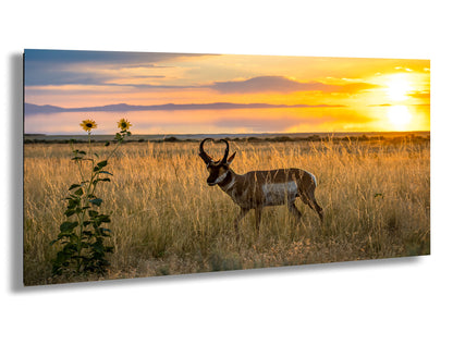 A lone antelope stands in a field of tall grass, with a vibrant sunset sky in the background.