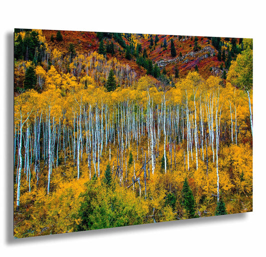 a forest filled with lots of trees covered in fall colors