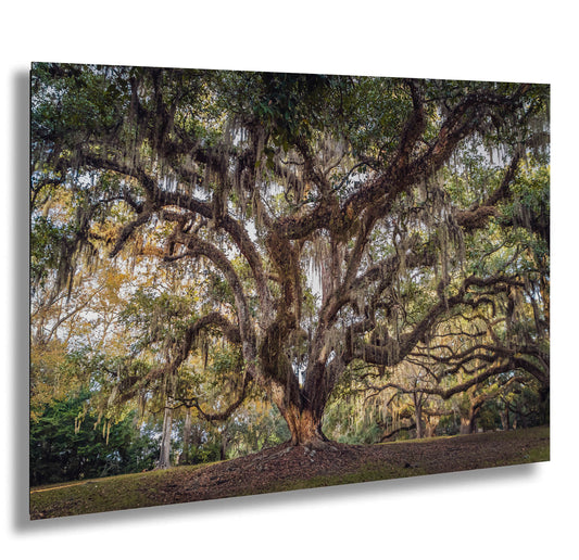 New Orleans Elegance: Wall Art Print Audubon Park's Iconic Tree of Life New Orleans, Louisiana Spanish Moss