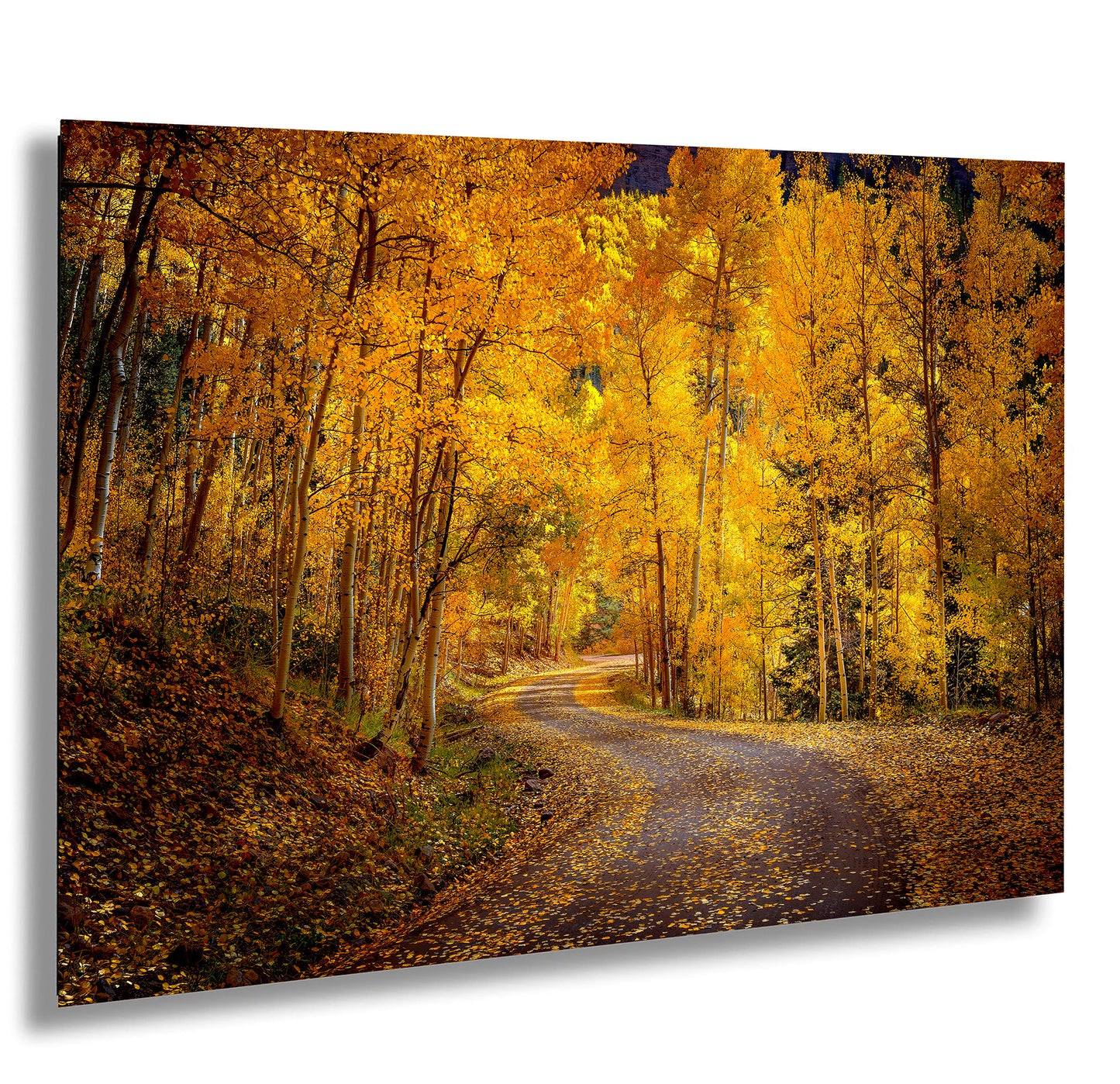 Colorado Aspens, Curvy road, autumn color, Little Cimarron Valley, Rocky Mountains, golden leaves, Photography wall art