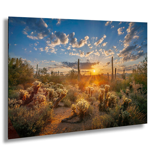 Sonoran Desert Sunrise, Carefree Arizona, backlit saguaro cactus and cholla cactus, Photography wall art