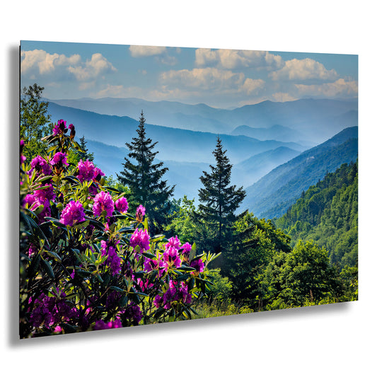 Blue Ridge Mountains and Rhododendrons, Blue Ridge Parkway, North Carolina, Photography wall art
