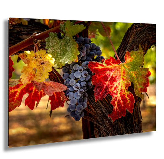 Vineyard Autumn Gold, California Vineyard, St Helena, Fall Vineyard Leaves, Grapes, Winery Art, Wine Wall Décor Kitchen Cellar