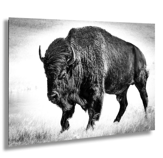 American Buffalo Original Canvas Art | Bison Canvas Print Wall Art | Buffalo Home and Office Art Print Wall Decor | Black & White Print