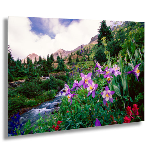 Three Waterfalls and Colorado Columbine, Misty Valley, Yankee Boy Basin, Ouray Colorado, Little Switzerland, Red Mountain Pass, Sneffel Creek