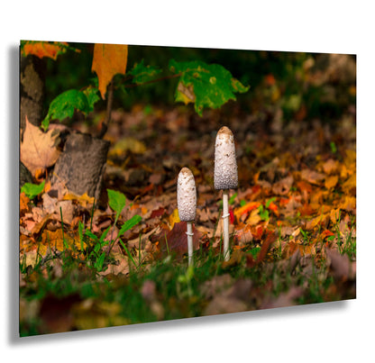 Shaggy Mane Mushrooms Ontario Forest Food Fungus Autumn Fall