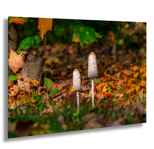 Shaggy Mane Mushrooms Ontario Forest Food Fungus Autumn Fall