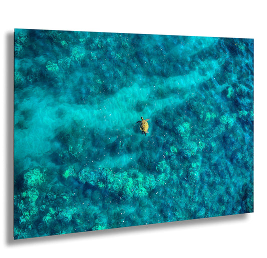 Sea Turtle Wall Art - Aerial Ocean Photography Print, Tropical Underwater Decor, Marine Life Artwork for Coastal Homes