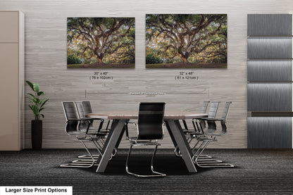 New Orleans Elegance: Wall Art Print Audubon Park's Iconic Tree of Life New Orleans, Louisiana Spanish Moss