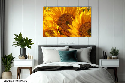 Sunflowers, Sunflower fields, Flowers, Giant Sunflowers, Helianthus, Photography Print, Acrylic, Canvas, Metal