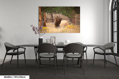 Bull Elk Bugling, Wildlife Wall Canvas, Rocky Mountain National Park, Colorado Canvas Art Prints, Elk Photography, Made in the USA
