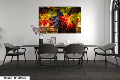 Vineyard Autumn Gold, California Vineyard, St Helena, Fall Vineyard Leaves, Grapes, Winery Art, Wine Wall Décor Kitchen Cellar