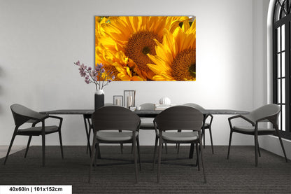 Sunflowers, Sunflower fields, Flowers, Giant Sunflowers, Helianthus, Photography Print, Acrylic, Canvas, Metal