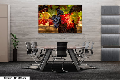 Vineyard Autumn Gold, California Vineyard, St Helena, Fall Vineyard Leaves, Grapes, Winery Art, Wine Wall Décor Kitchen Cellar