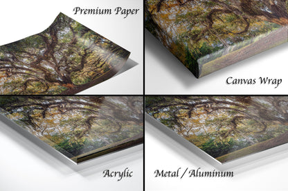New Orleans Elegance: Wall Art Print Audubon Park's Iconic Tree of Life New Orleans, Louisiana Spanish Moss