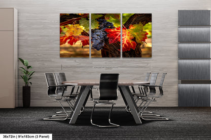 Vineyard Autumn Gold, California Vineyard, St Helena, Fall Vineyard Leaves, Grapes, Winery Art, Wine Wall Décor Kitchen Cellar