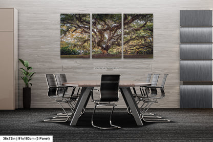 New Orleans Elegance: Wall Art Print Audubon Park's Iconic Tree of Life New Orleans, Louisiana Spanish Moss