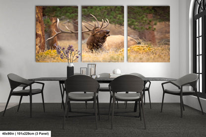 Bull Elk Bugling, Wildlife Wall Canvas, Rocky Mountain National Park, Colorado Canvas Art Prints, Elk Photography, Made in the USA