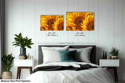 Sunflowers, Sunflower fields, Flowers, Giant Sunflowers, Helianthus, Photography Print, Acrylic, Canvas, Metal