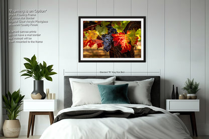 Vineyard Autumn Gold, California Vineyard, St Helena, Fall Vineyard Leaves, Grapes, Winery Art, Wine Wall Décor Kitchen Cellar