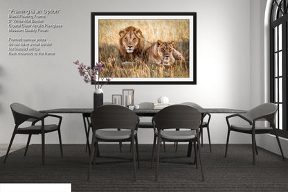 Lion Pair African Safari