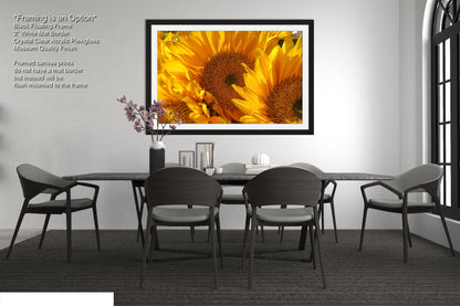 Sunflowers, Sunflower fields, Flowers, Giant Sunflowers, Helianthus, Photography Print, Acrylic, Canvas, Metal