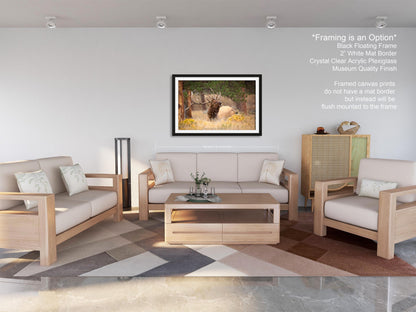 Bull Elk Bugling, Wildlife Wall Canvas, Rocky Mountain National Park, Colorado Canvas Art Prints, Elk Photography, Made in the USA