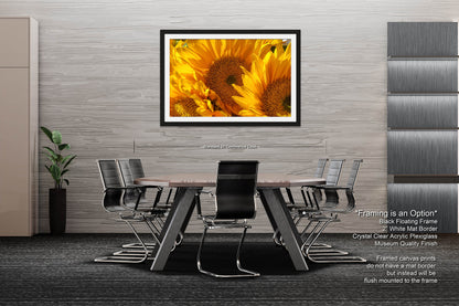 Sunflowers, Sunflower fields, Flowers, Giant Sunflowers, Helianthus, Photography Print, Acrylic, Canvas, Metal