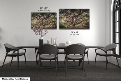 New Orleans Elegance: Wall Art Print Audubon Park's Iconic Tree of Life New Orleans, Louisiana Spanish Moss