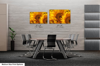 Sunflowers, Sunflower fields, Flowers, Giant Sunflowers, Helianthus, Photography Print, Acrylic, Canvas, Metal