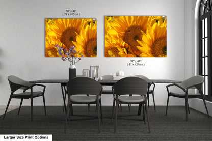 Sunflowers, Sunflower fields, Flowers, Giant Sunflowers, Helianthus, Photography Print, Acrylic, Canvas, Metal