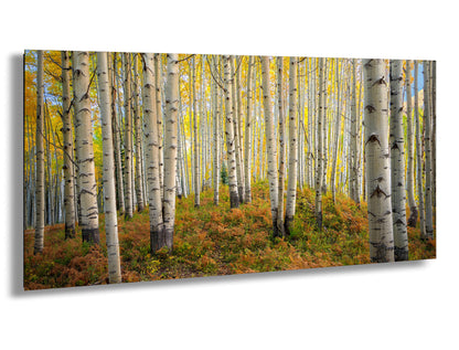 Aspens in autumn, Crested Butte, Colorado. Kebler Pass.