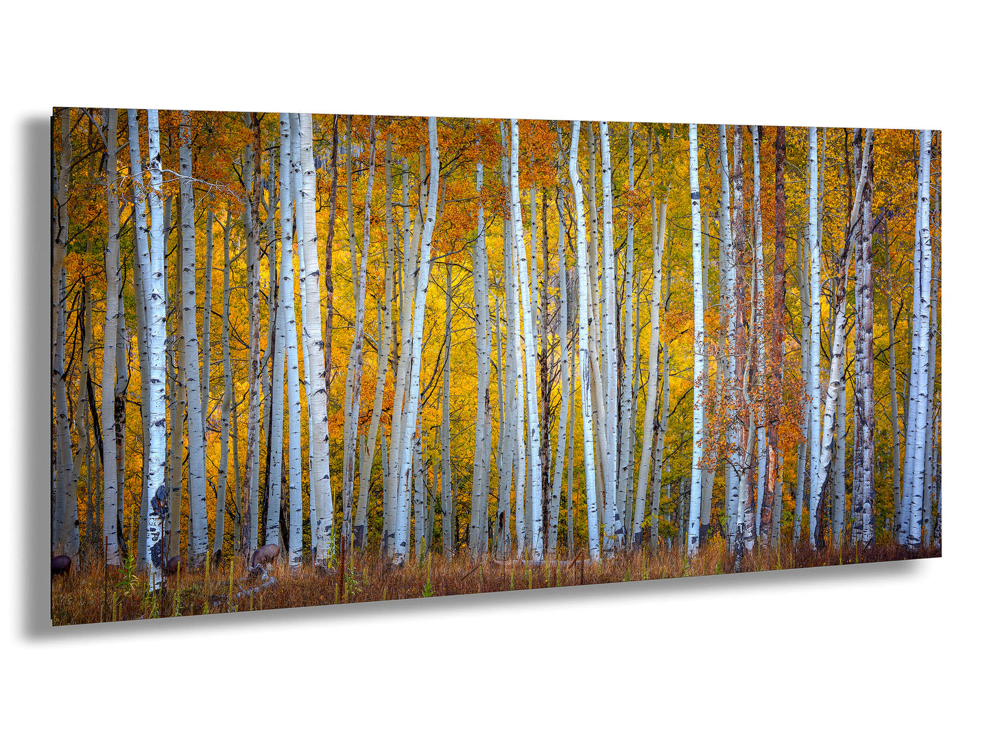 Autumn Aspens in Crested Butte Colorado  Scenic Fall Landscape Print