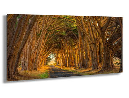 Point Reyes Tunnel of Trees Art Print - Northern California Landscape Photography