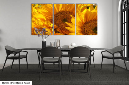 Sunflowers, Sunflower fields, Flowers, Giant Sunflowers, Helianthus, Photography Print, Acrylic, Canvas, Metal