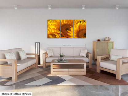 Sunflowers, Sunflower fields, Flowers, Giant Sunflowers, Helianthus, Photography Print, Acrylic, Canvas, Metal