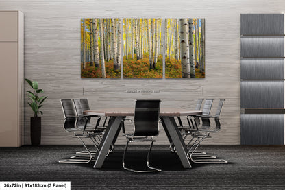 Aspens in autumn, Crested Butte, Colorado. Kebler Pass.