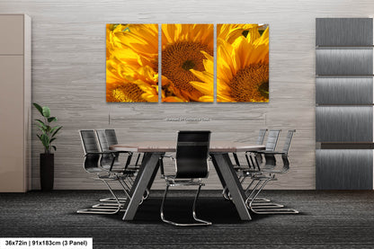 Sunflowers, Sunflower fields, Flowers, Giant Sunflowers, Helianthus, Photography Print, Acrylic, Canvas, Metal
