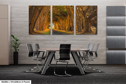 Point Reyes Tunnel of Trees Art Print - Northern California Landscape Photography